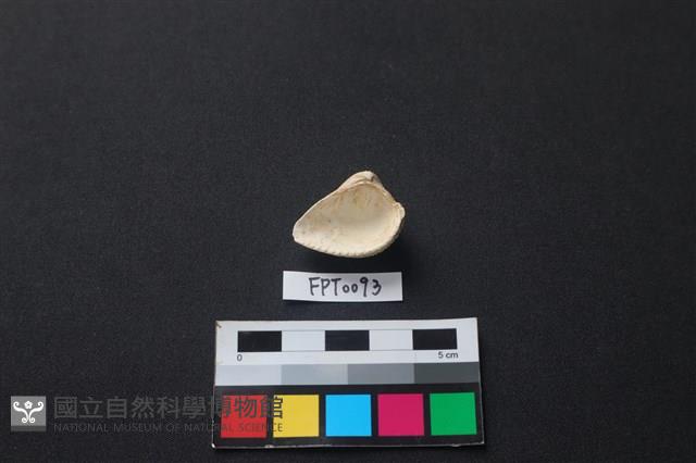 貝殼藏品圖，第2張