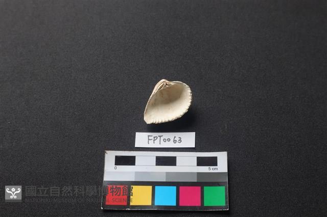 貝殼藏品圖，第2張
