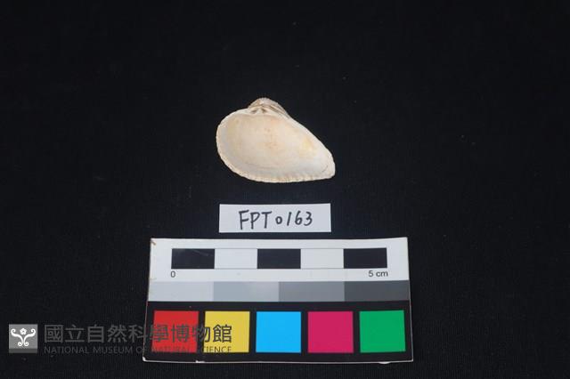 貝殼藏品圖，第2張