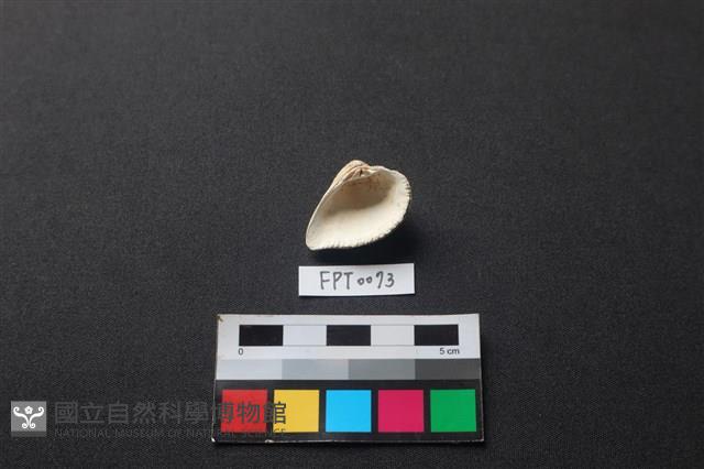 貝殼藏品圖，第2張