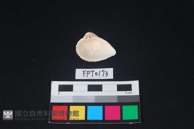 貝殼藏品圖，第2張