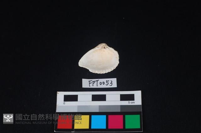 貝殼藏品圖，第2張
