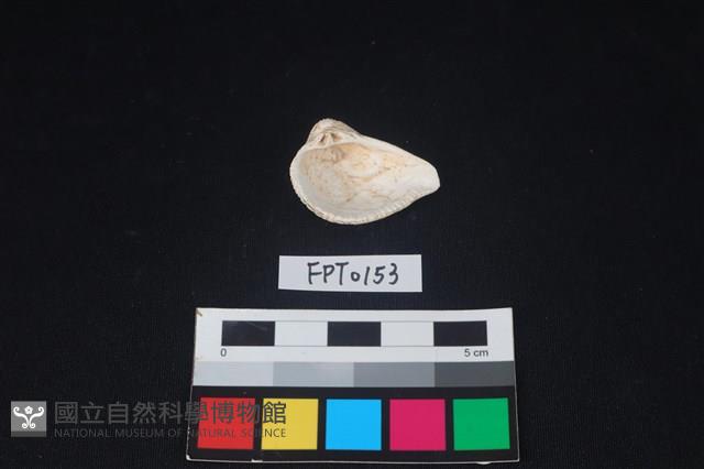 貝殼藏品圖，第2張