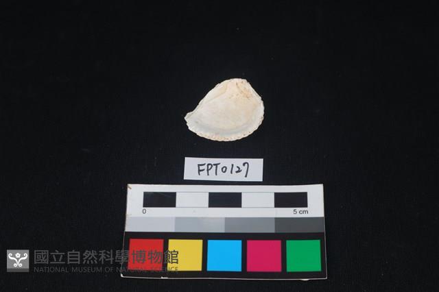 貝殼藏品圖，第2張
