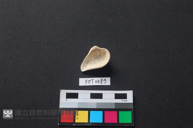 貝殼藏品圖，第2張