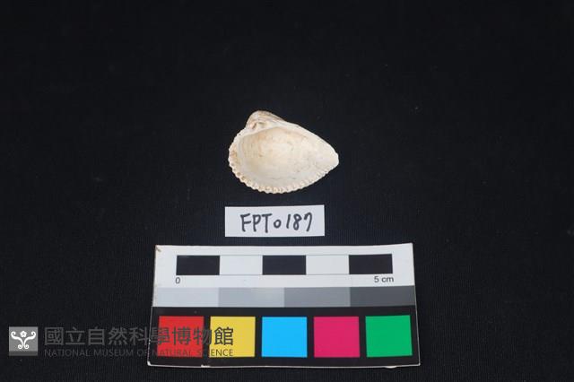 貝殼藏品圖，第2張