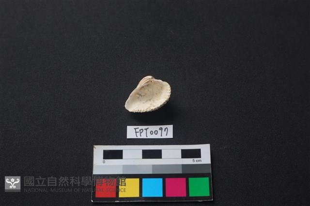 貝殼藏品圖，第2張