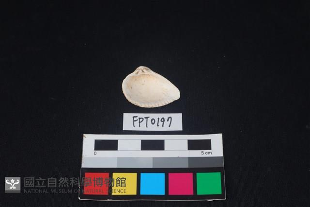 貝殼藏品圖，第2張