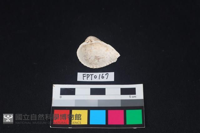 貝殼藏品圖，第2張