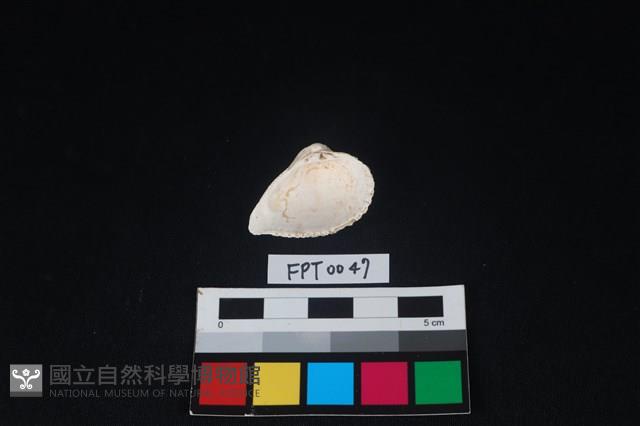 貝殼藏品圖，第2張
