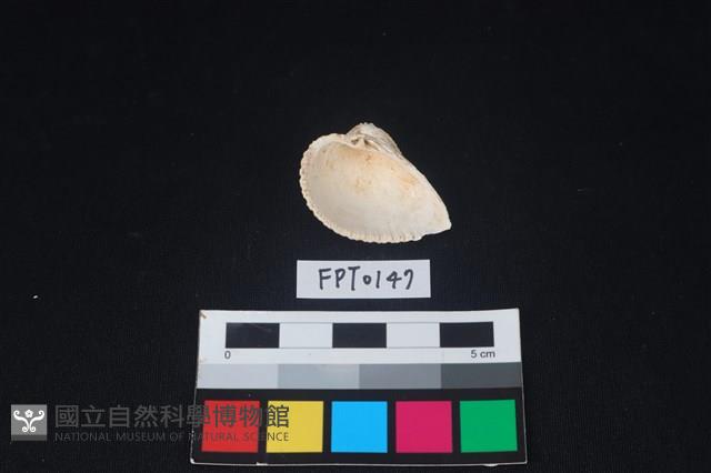 貝殼藏品圖，第2張