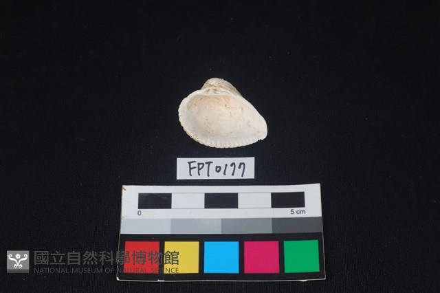 貝殼藏品圖，第2張