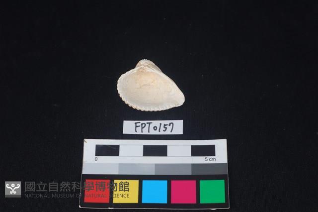 貝殼藏品圖，第2張