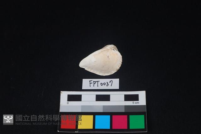 貝殼藏品圖，第2張