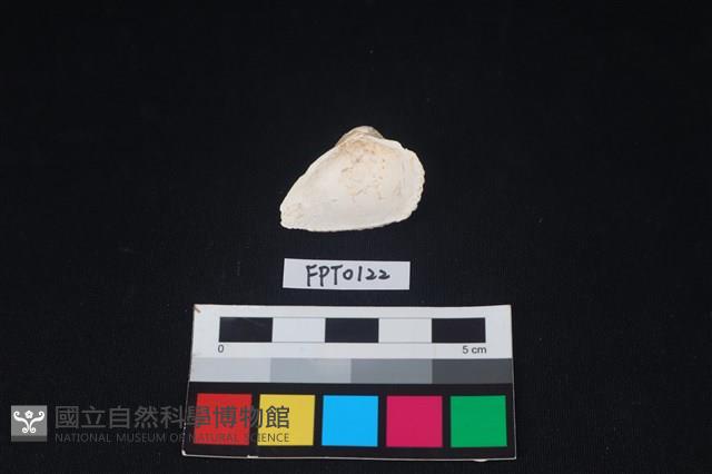 貝殼藏品圖，第2張