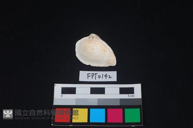 貝殼藏品圖，第2張