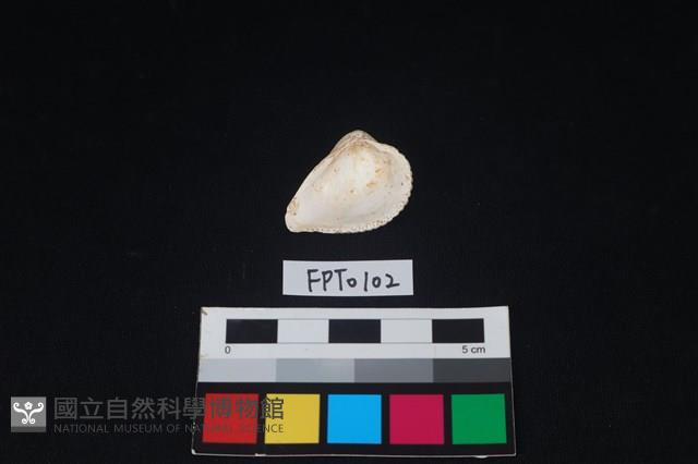 貝殼藏品圖，第2張
