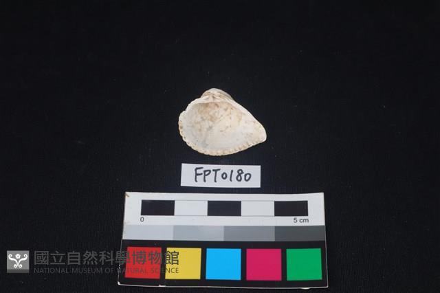 貝殼藏品圖，第2張