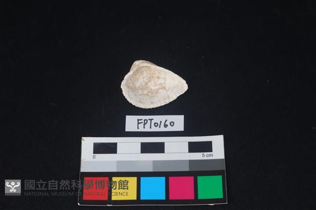 貝殼藏品圖，第2張