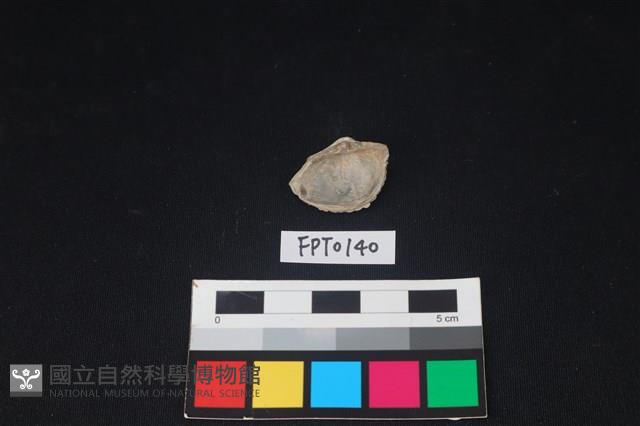 貝殼藏品圖，第2張