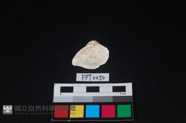 貝殼藏品圖，第2張