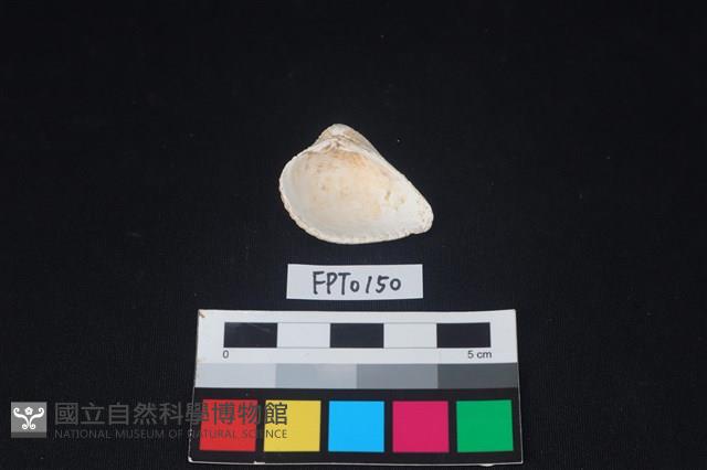 貝殼藏品圖，第2張