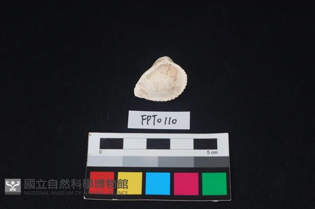 貝殼藏品圖，第2張