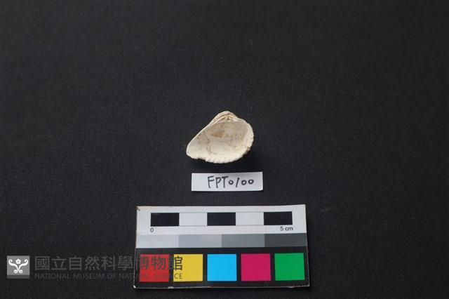 貝殼藏品圖，第2張
