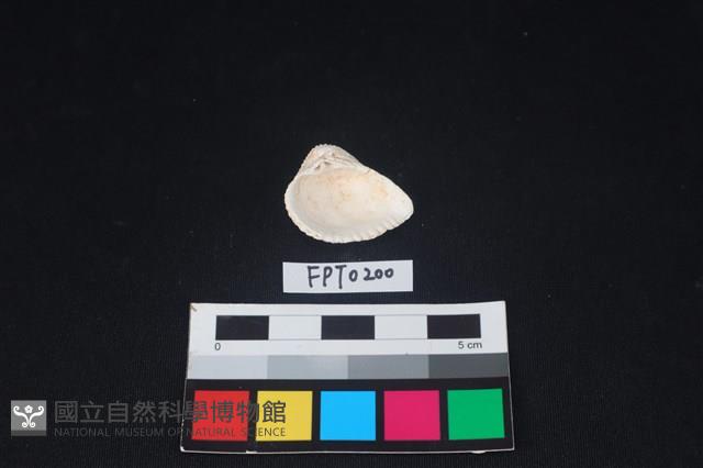 貝殼藏品圖，第2張