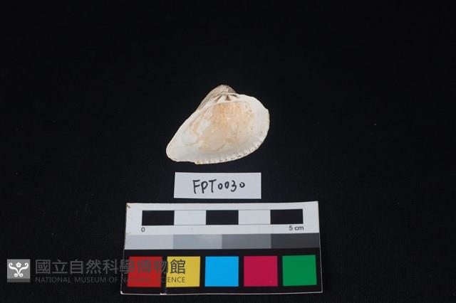 貝殼藏品圖，第2張