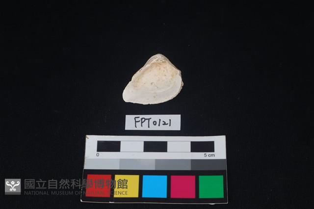 貝殼藏品圖，第2張