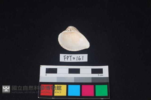 貝殼藏品圖，第2張