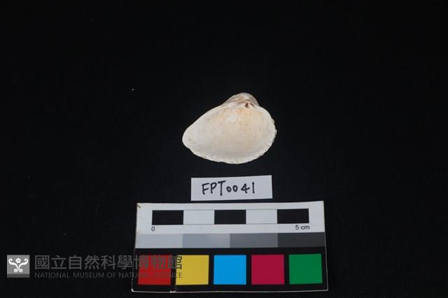 貝殼藏品圖，第2張