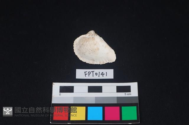 貝殼藏品圖，第2張
