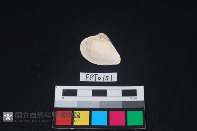 貝殼藏品圖，第2張