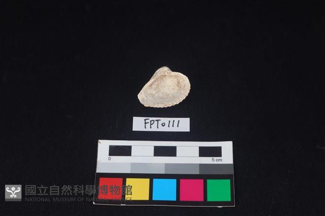 貝殼藏品圖，第2張