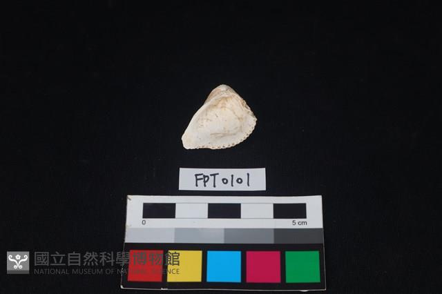 貝殼藏品圖，第2張