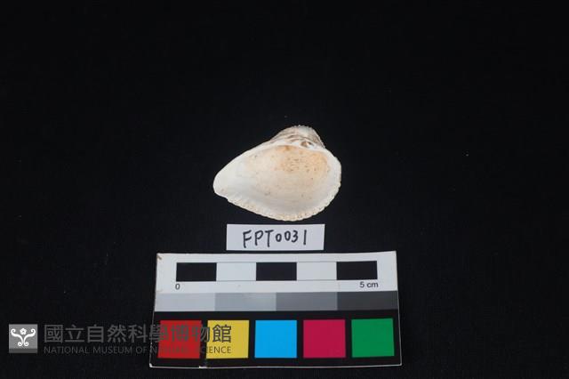 貝殼藏品圖，第2張