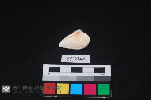 貝殼藏品圖，第2張