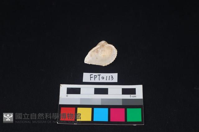 貝殼藏品圖，第2張