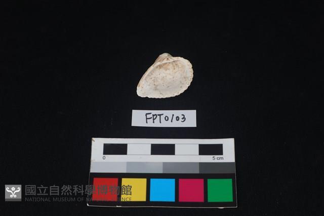 貝殼藏品圖，第2張