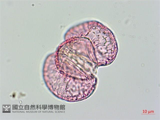 蘭嶼羅漢松藏品圖，第2張