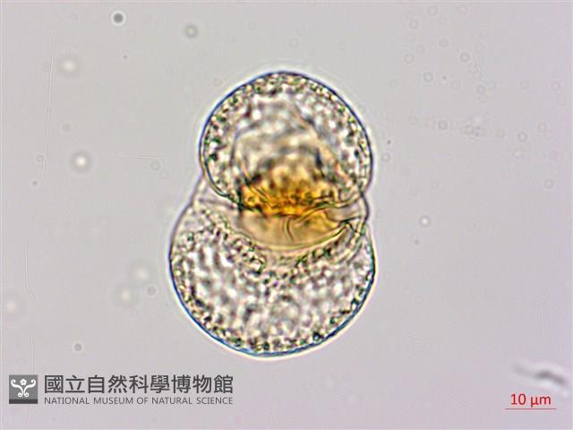 蘭嶼羅漢松藏品圖，第2張