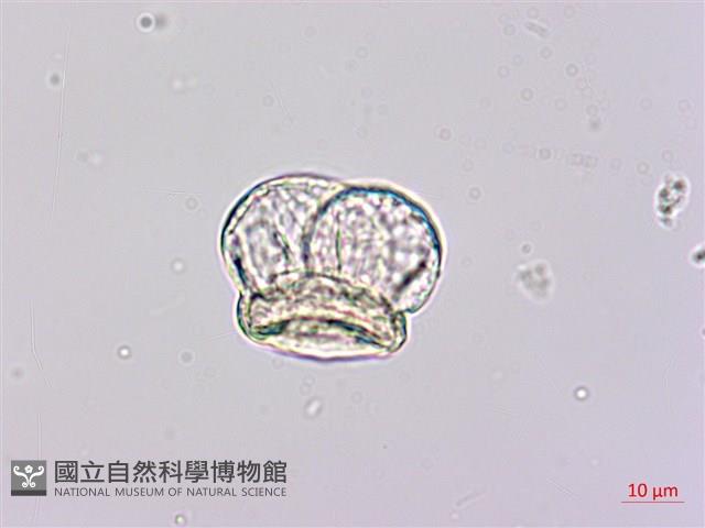 竹柏藏品圖，第2張
