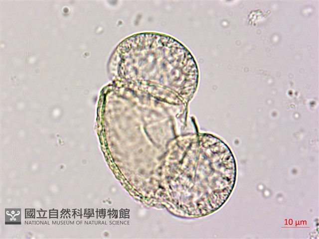 臺灣二葉松藏品圖，第2張