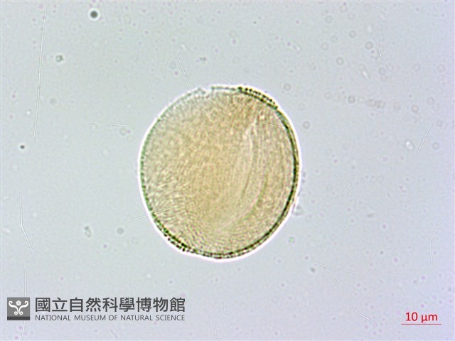 臺灣三角楓藏品圖，第2張