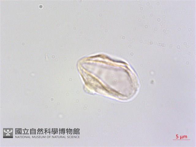 四脈麻藏品圖，第2張