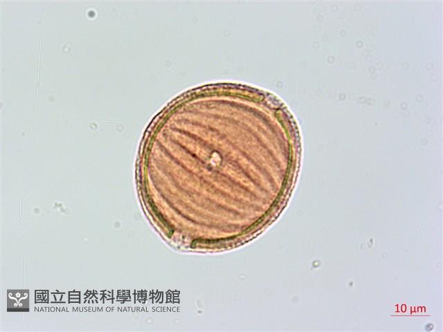 大安水蓑衣藏品圖，第2張