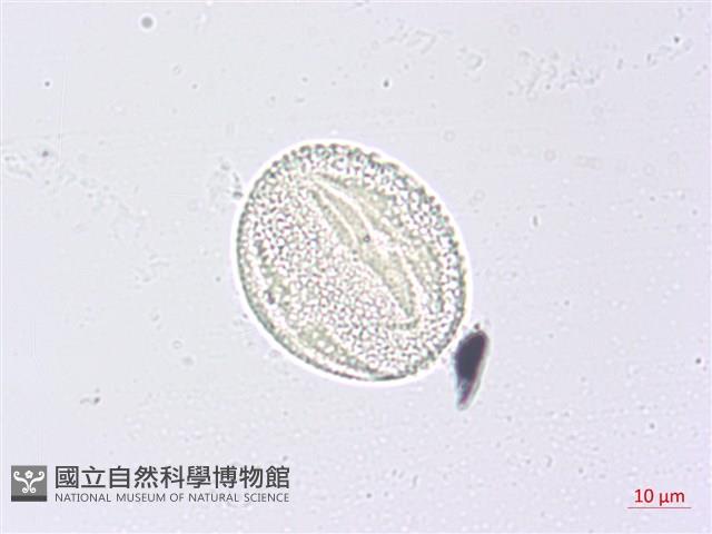 三葉山香圓藏品圖，第2張