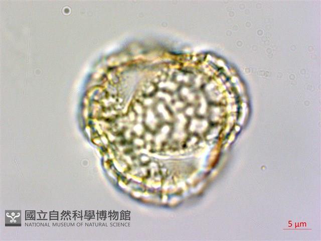 珊瑚樹藏品圖，第2張